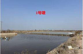 宁海县长街镇朝西洋港5口养殖塘 三年承包权