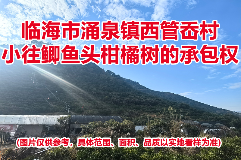 临海市涌泉镇西管岙村小往鲫鱼头柑橘树的承包权