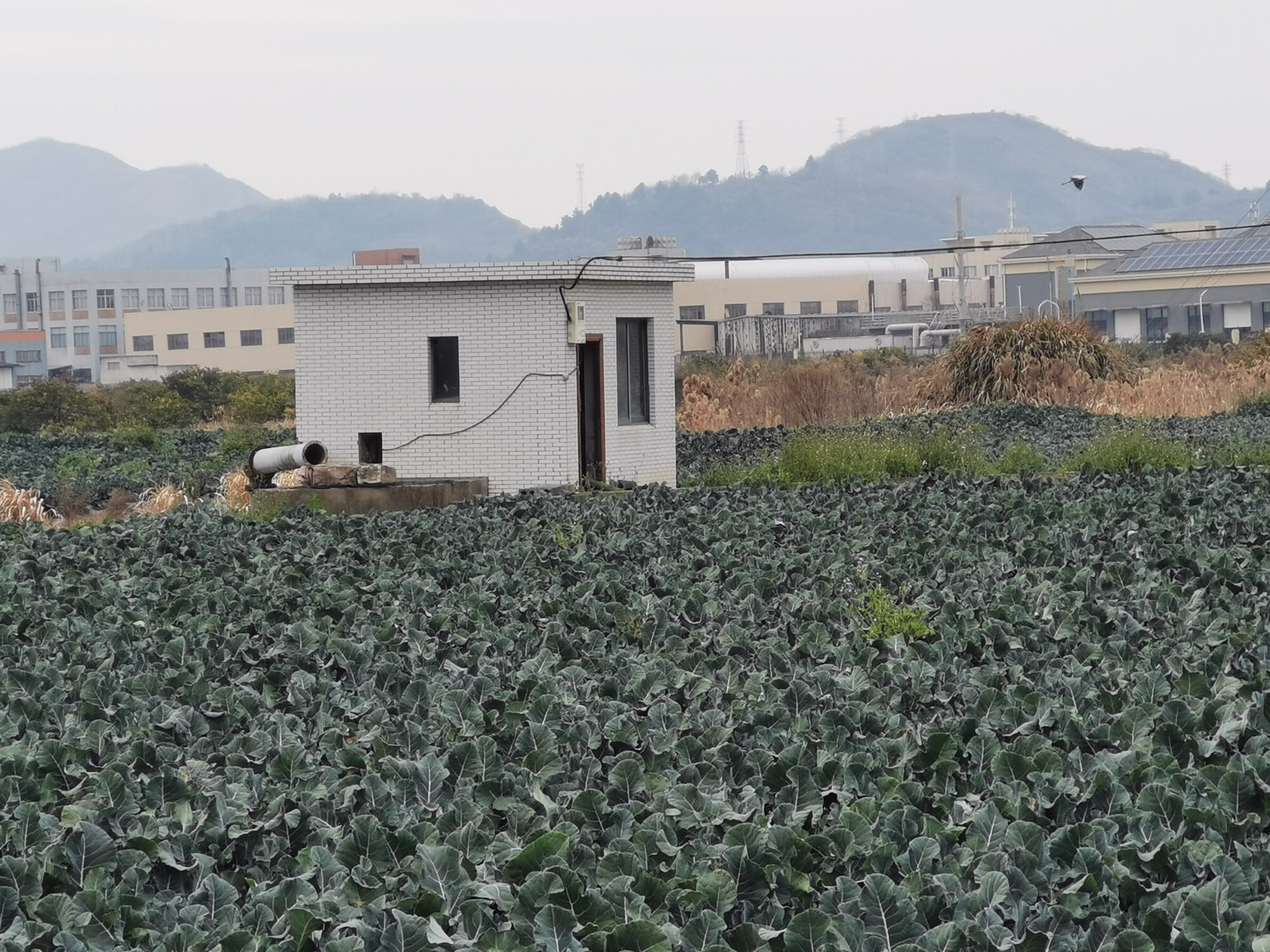 临海市桃渚镇下山头村洞港的土地租赁权