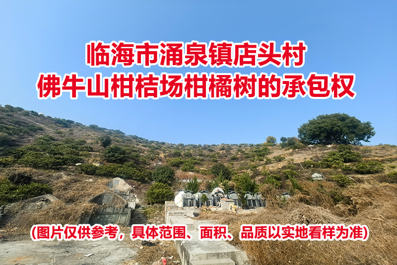 临海市涌泉镇店头村佛牛山柑桔场柑橘树的承包权