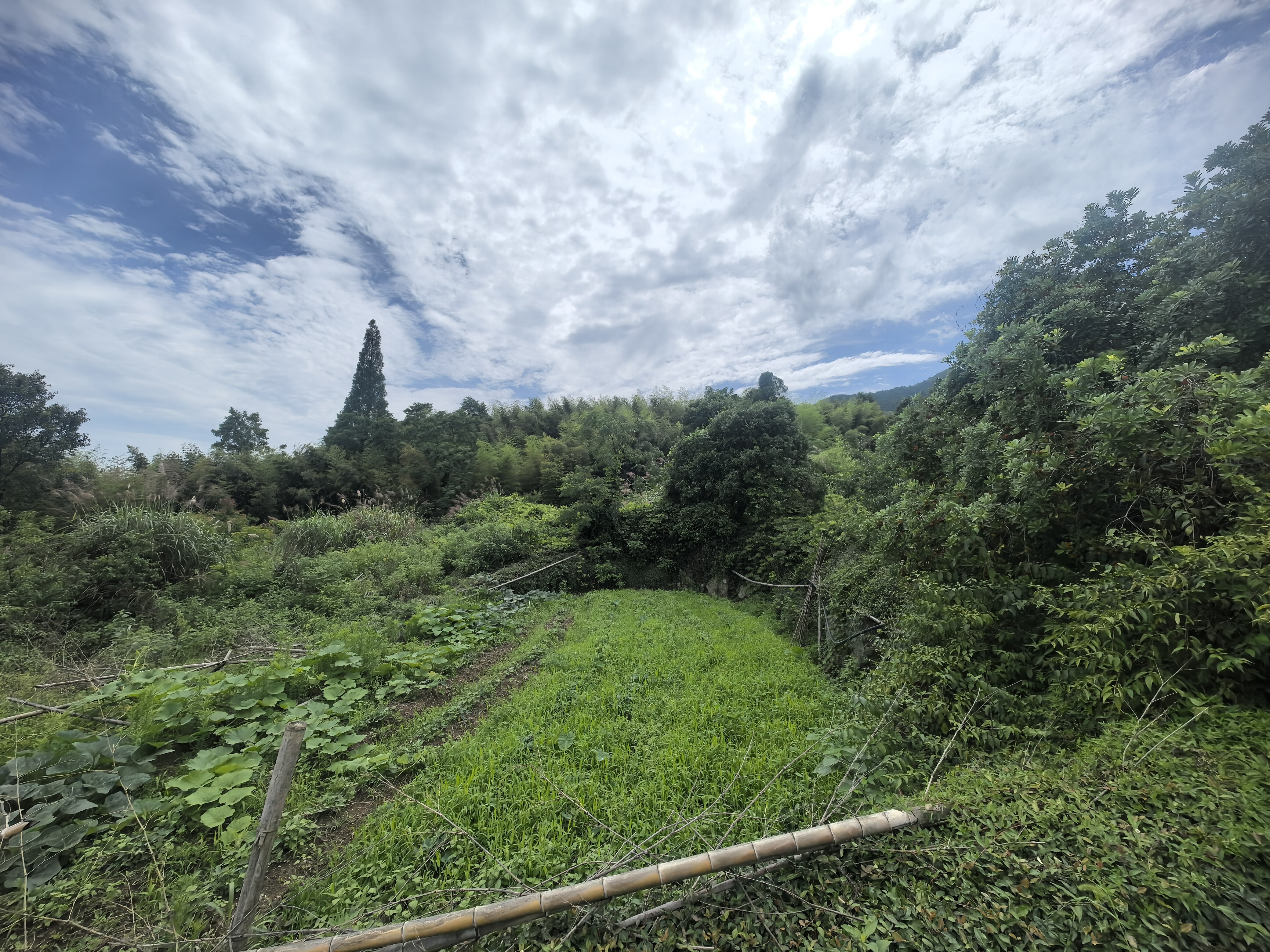 临海市江南街道耀明村大岭头自然村山上的一般农用地、宅基地复垦土地及茶园的租赁权（整体出租）