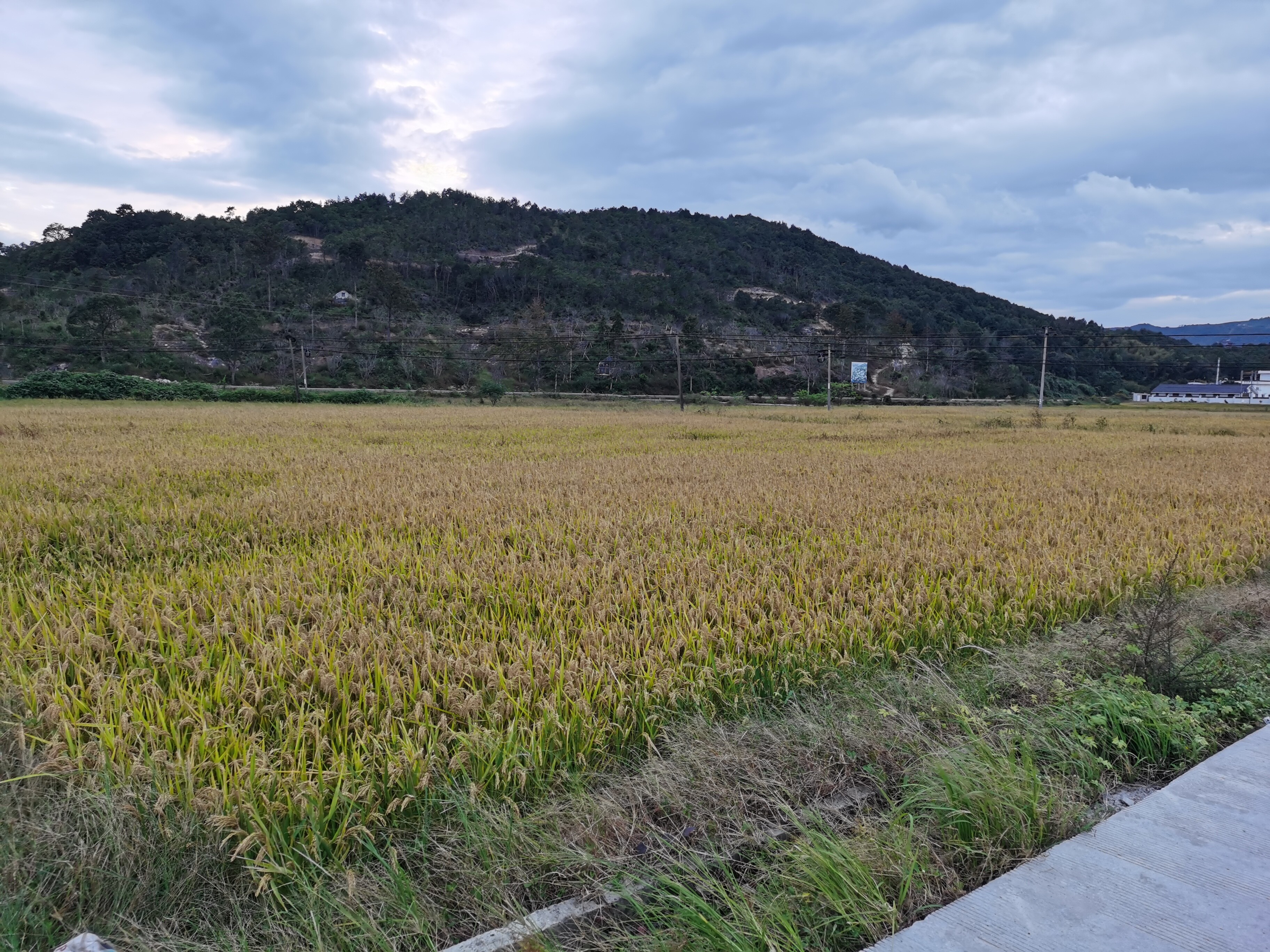 临海市小芝镇大来岙村下洋区块的土地租赁权