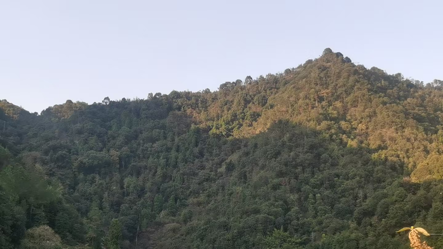 临海市河头镇百步村山儿头区块的林地租赁权