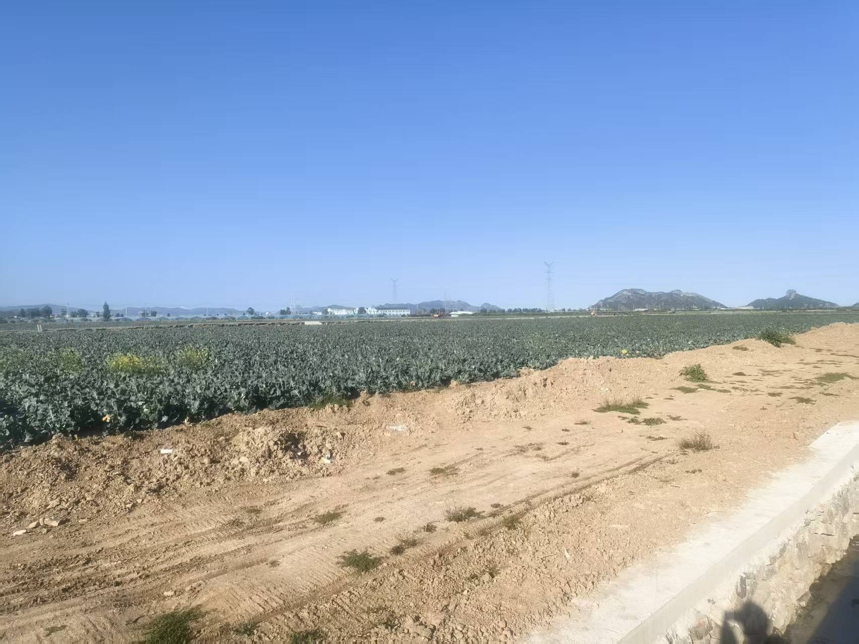 临海市桃渚镇龙头村新塘西边土地的租赁权