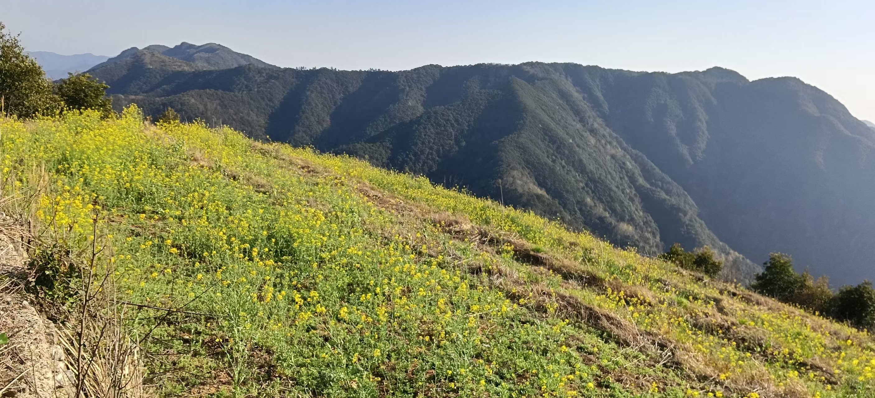 临海市东塍镇下晏村岭头自然村箬岗山的土地租赁权（含部分岭头茶园）