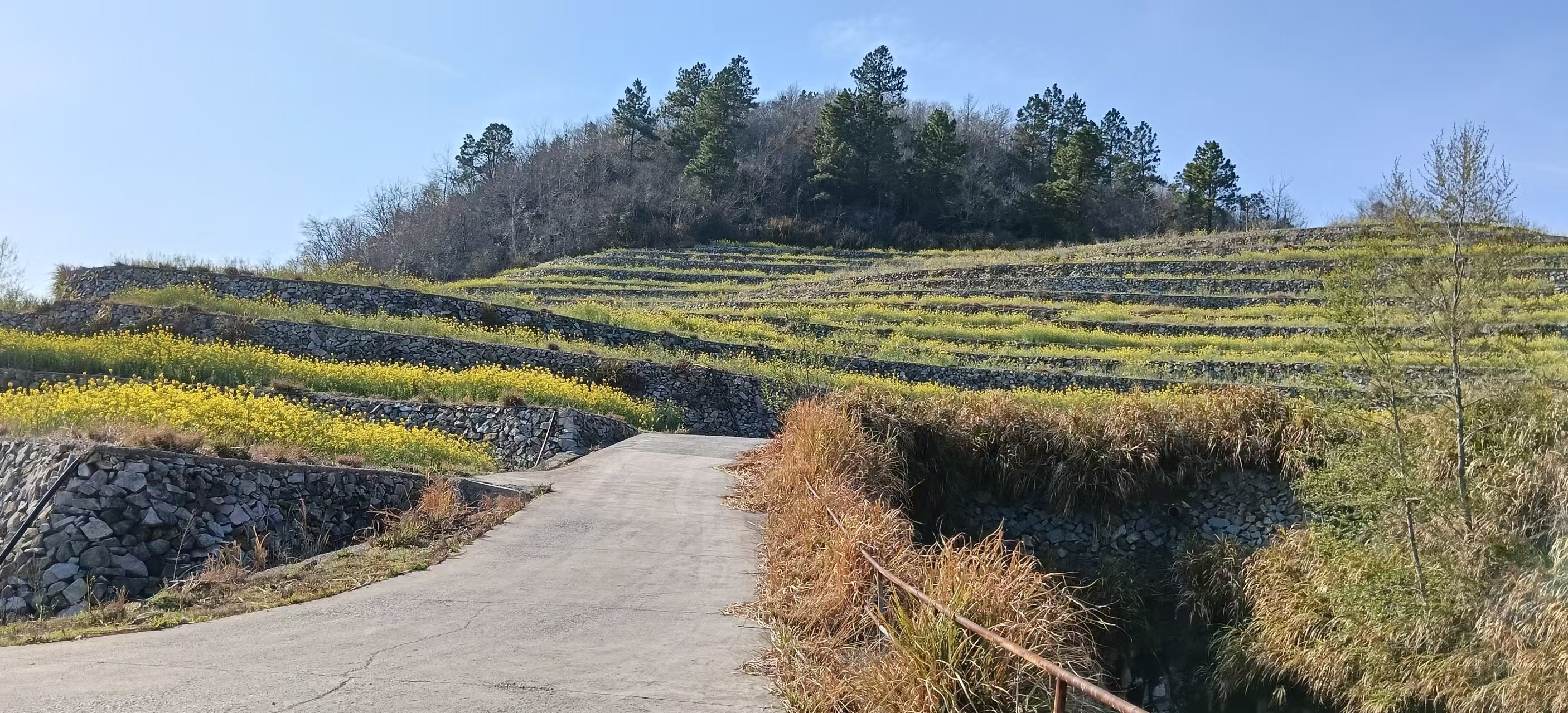 临海市东塍镇下晏村岭头自然村箬岗山的土地租赁权（含部分岭头茶园）