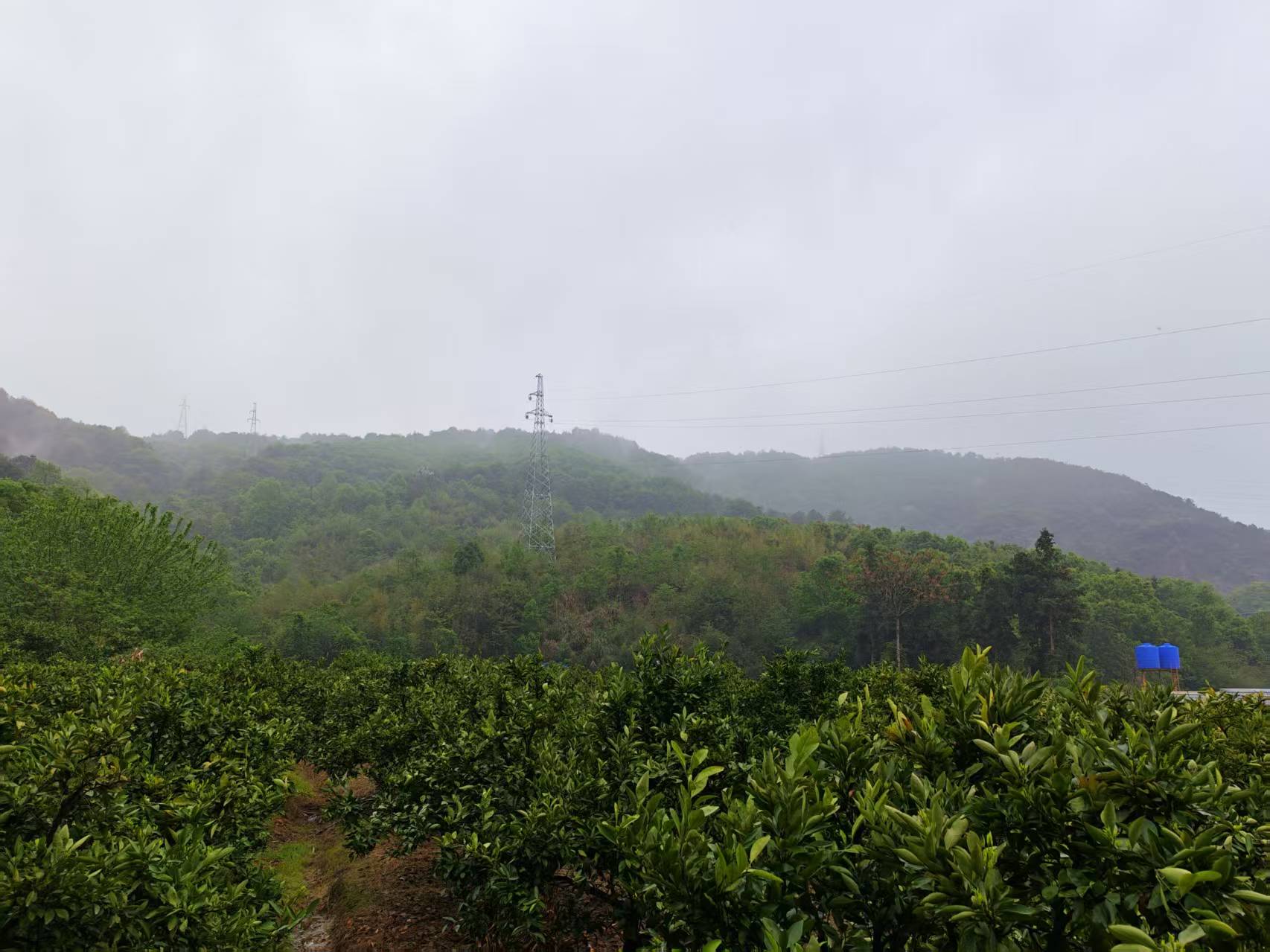 临海市邵家渡街道大路章村峙山背（上园）山地园林的承包权
