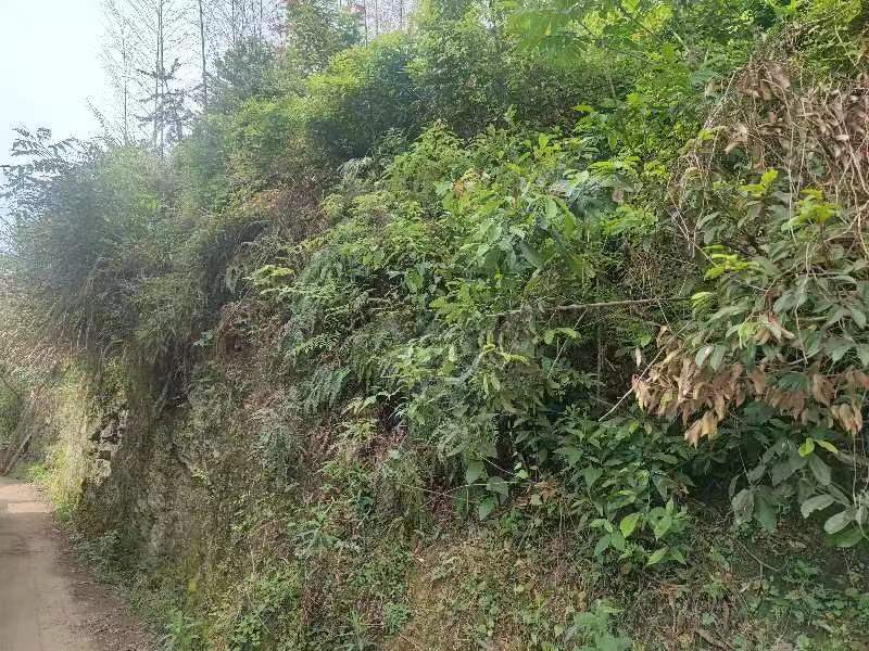 宁海县跃龙街道屠岙胡村村庄规划区边坡工程的土石方一批